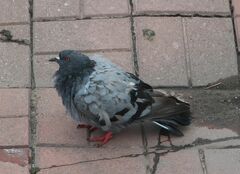 Columbicola columbae