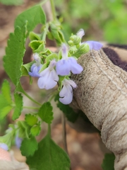 Salvia ballotiflora