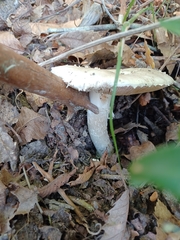 Amanita citrina