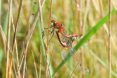Sympetrum obtrusum