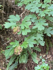 Hydrangea quercifolia
