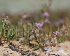 Spergularia melanocaulos