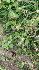 Galinsoga quadriradiata