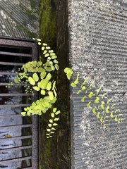 Adiantum philippense