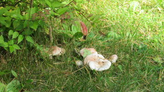 Agaricus campestris