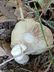 Amanita citrina