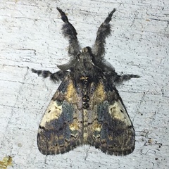Dasychira meridionalis