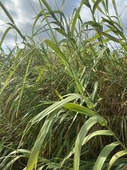 Arundo