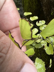 Adiantum philippense