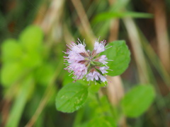 Mentha aquatica