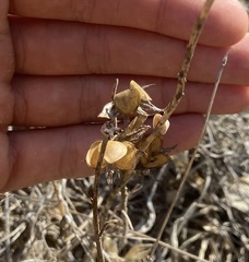 Helianthemum ledifolium