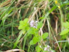 Mentha aquatica