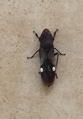 Homalodisca ichthyocephala