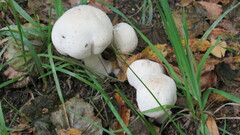 Hypomyces hyalinus
