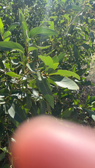 Populus angustifolia