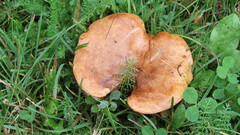 Paxillus involutus