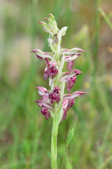 Anacamptis coriophora