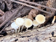 Fungi