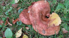 Paxillus involutus