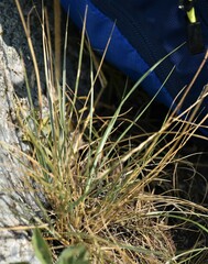 Elymus albicans