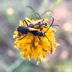 Chauliognathus deceptus