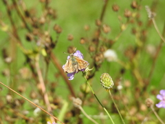 Hesperia comma