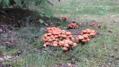 Kuehneromyces mutabilis