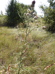 Cirsium decussatum