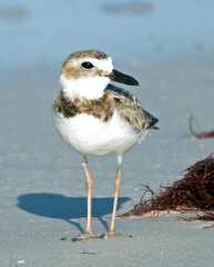 Charadrius wilsonia