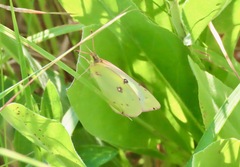 Colias philodice