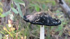 Coprinus comatus