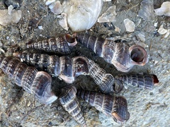 Cerithideopsis californica