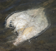 Paralichthys californicus