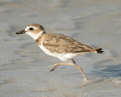 Charadrius wilsonia