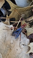 Polistes rubiginosus