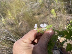 Pelargonium ribifolium