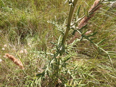 Cirsium decussatum