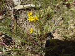 Pectis papposa papposa