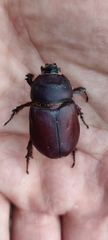 Oryctes nasicornis corniculatus