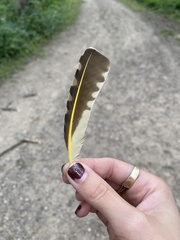 Colaptes auratus luteus