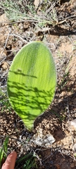 Haemanthus unifoliatus