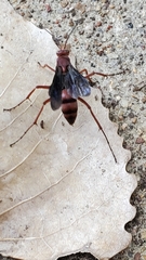 Polistes rubiginosus