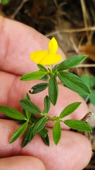 Stylosanthes biflora