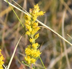 Solidago missouriensis