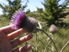 Cirsium decussatum