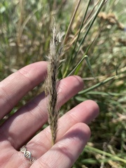 Bothriochloa