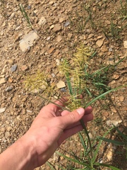 Cyperus esculentus