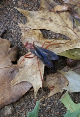 Polistes rubiginosus