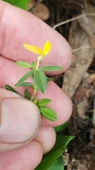 Stylosanthes biflora