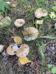 Lactarius pubescens